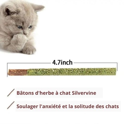 Bâton naturelle pour les dents de chat